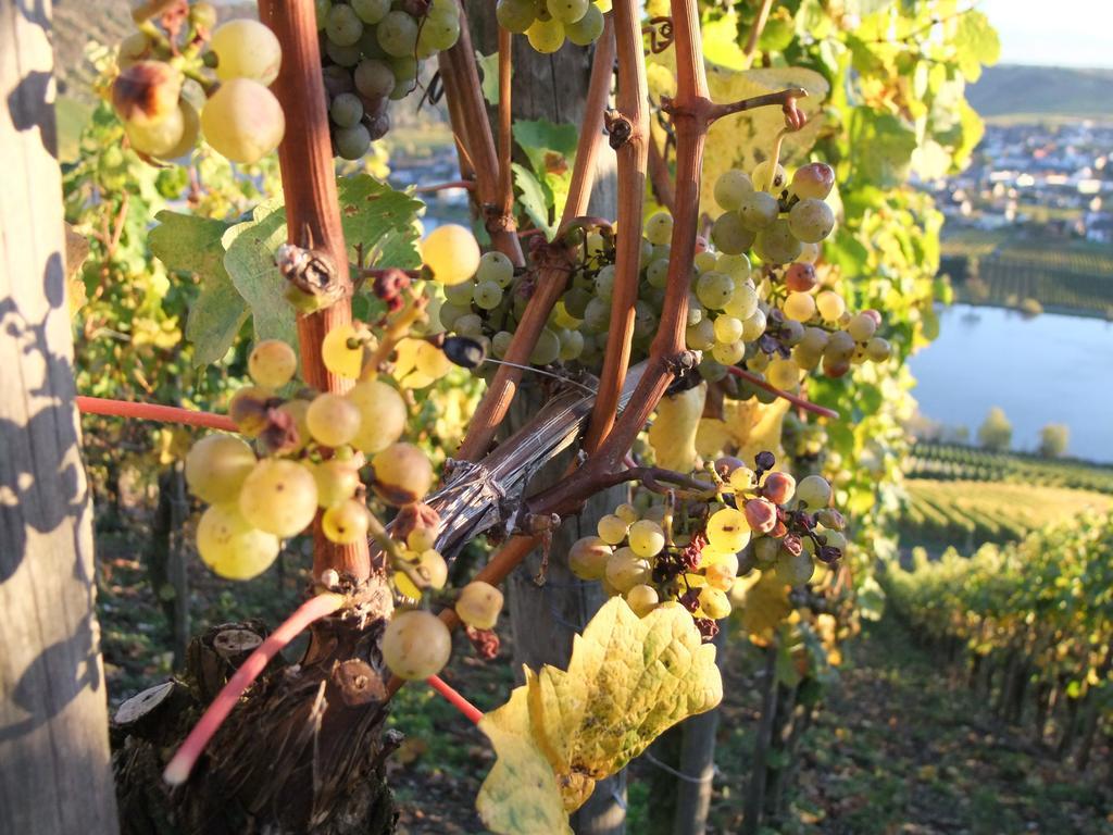 Weingut Lehnert-Veit Gutshotel Piesport Kültér fotó