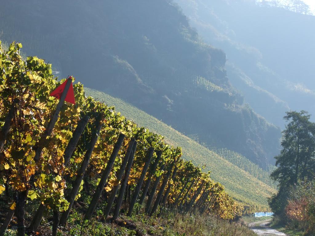 Weingut Lehnert-Veit Gutshotel Piesport Kültér fotó