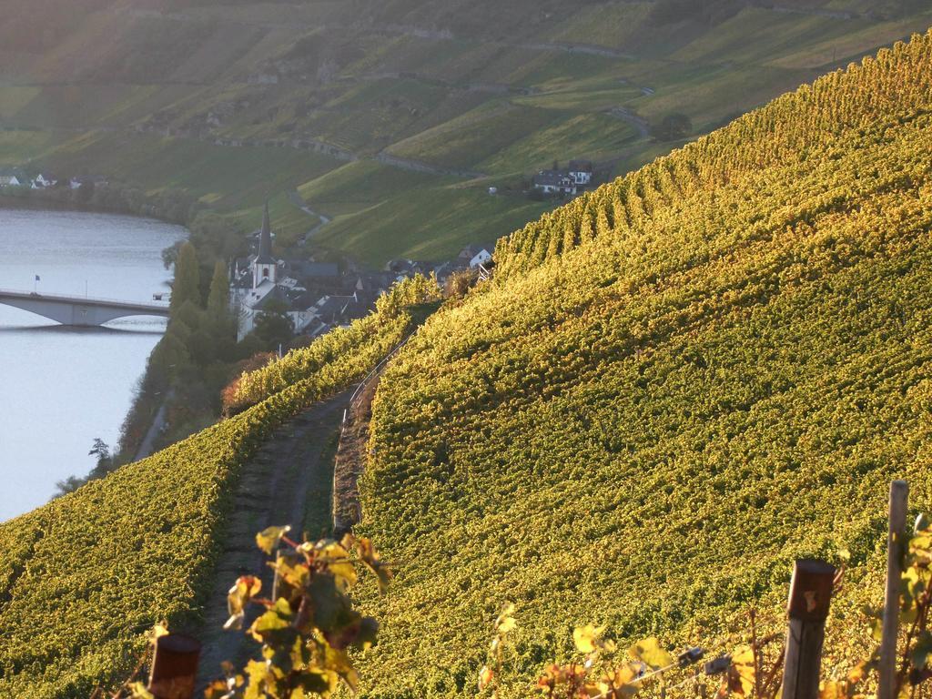 Weingut Lehnert-Veit Gutshotel Piesport Kültér fotó