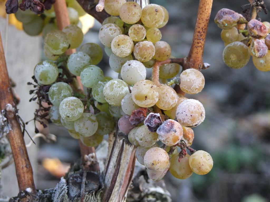 Weingut Lehnert-Veit Gutshotel Piesport Kültér fotó